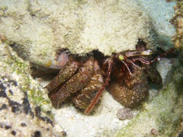 Giant Hermit Crab IMG 4625